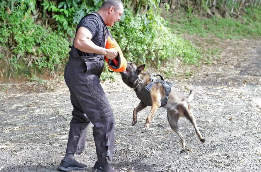  Companhia da Polícia Militar prepara cães para salvar e proteger vidas na Bahia