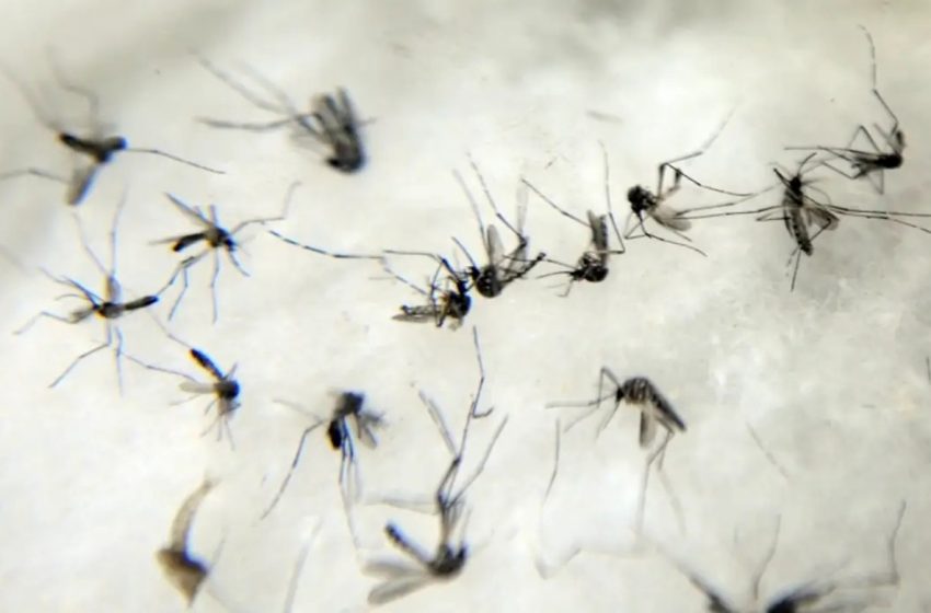  Casos de dengue aumentaram 26% em relação a janeiro de 2023